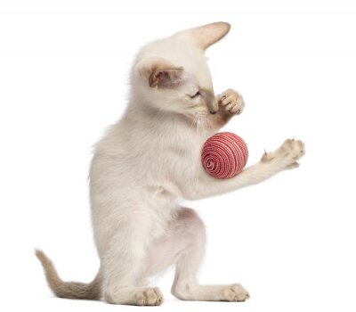 Sticker Oosterse korthaar kitten, 9 weken oud, spelen met de bal