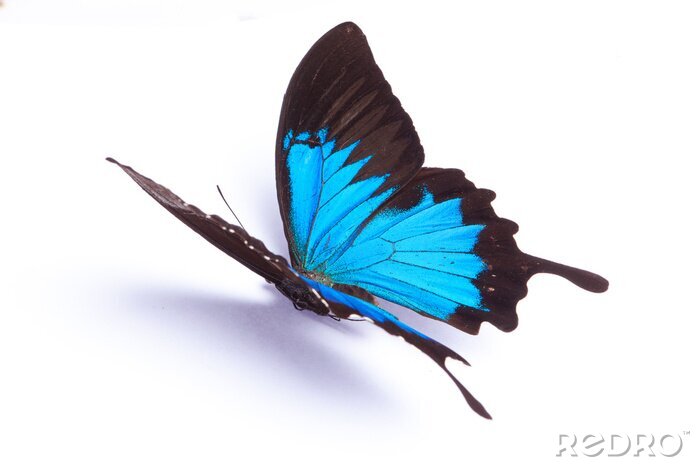 Sticker Opvallende vlinder op een lichte achtergrond