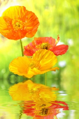 Sticker Oranje bloemen aan het water