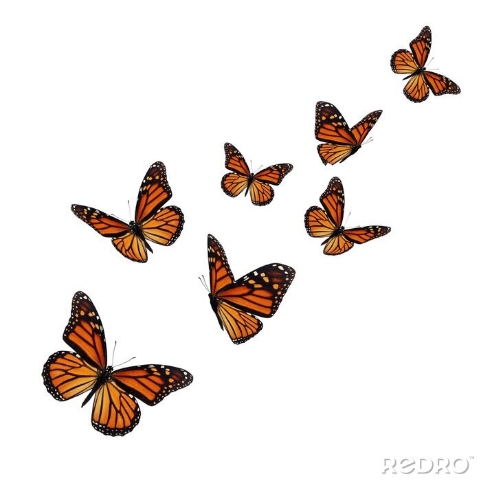 Sticker Oranje-zwarte vlinders die vliegen