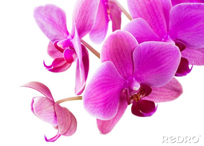 Sticker Orchidee ca