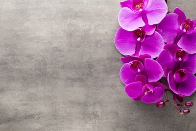 Sticker Orchidee op een betonnen achtergrond