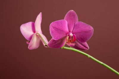 Sticker Orchidee op een bruine achtergrond