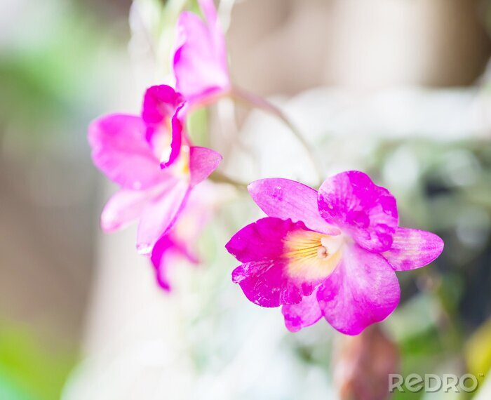 Sticker Orchidee op een wazige foto