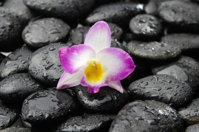 orchidee op natte zwarte keien