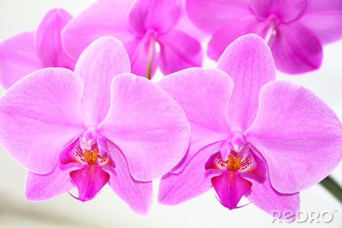 Sticker Orchidee orchidee in roze kleur