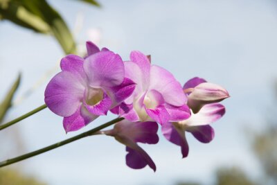 Sticker Orchidee tegen de lucht