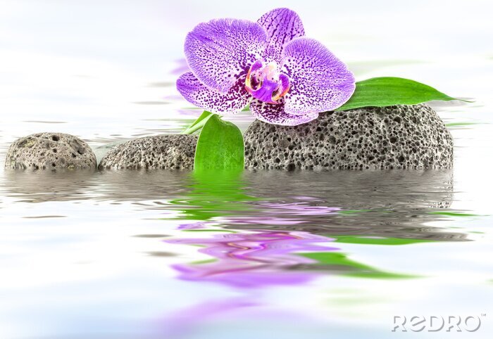 Sticker Orchidee tussen de stenen op het water