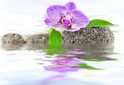 Sticker Orchidee tussen de stenen op het water