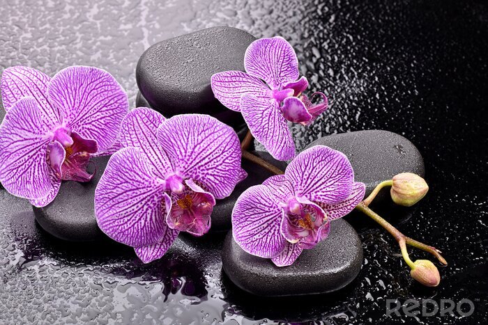 Sticker Orchidee tussen stenen