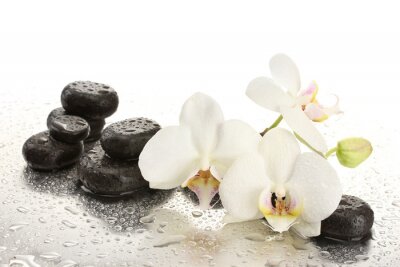 Orchideeën en gladde stenen besprenkeld met water