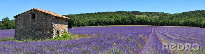 Sticker Oud huis en lavendelveld