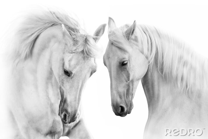 Sticker Paar grijze paarden op witte achtergrond