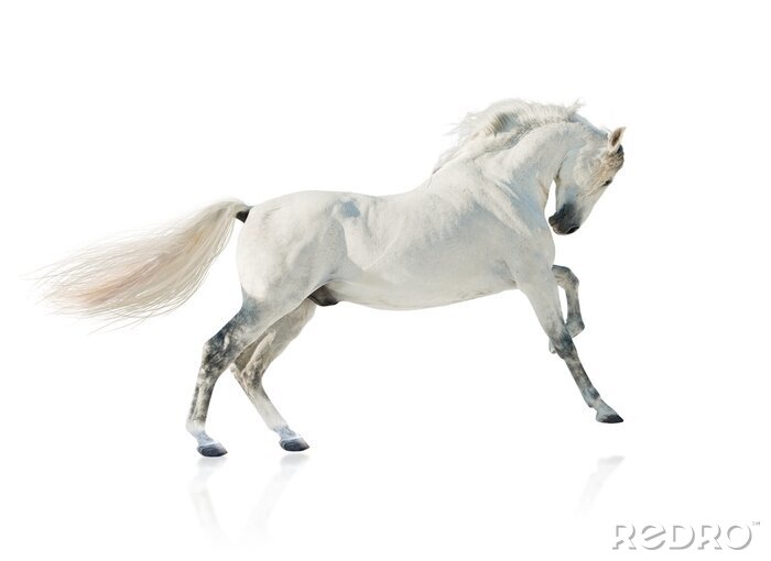 Sticker Paard met opgeheven been