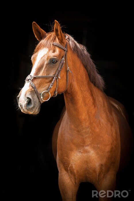 Sticker Paard staat in de schaduw