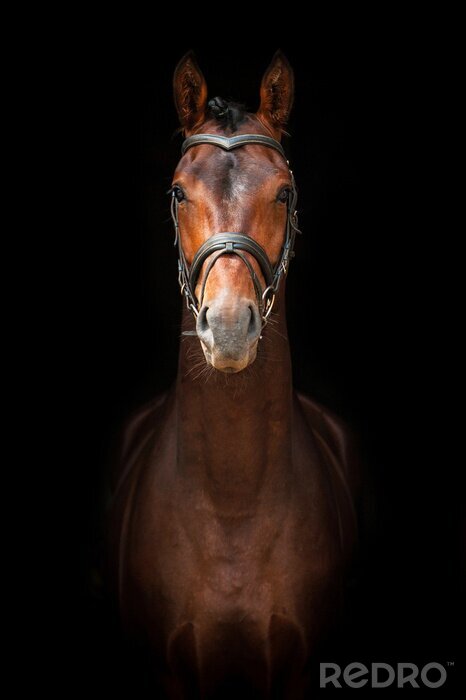 Sticker Paard staat vooraan