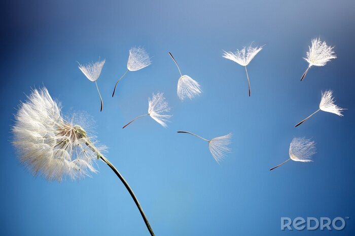 Sticker Paardebloem geblazen door de wind