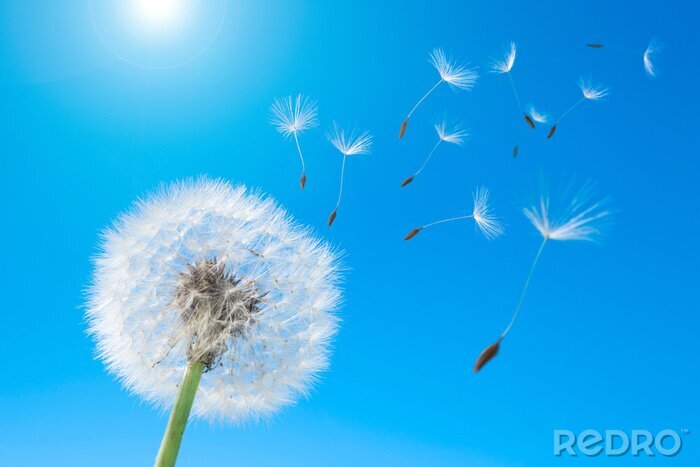 Sticker Paardebloem met verspreide zaden