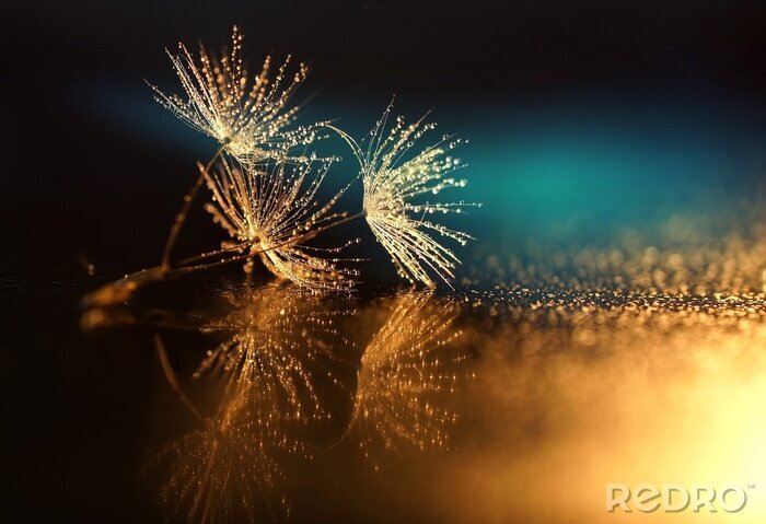 Sticker Paardebloemen met dauw op een gekleurde achtergrond