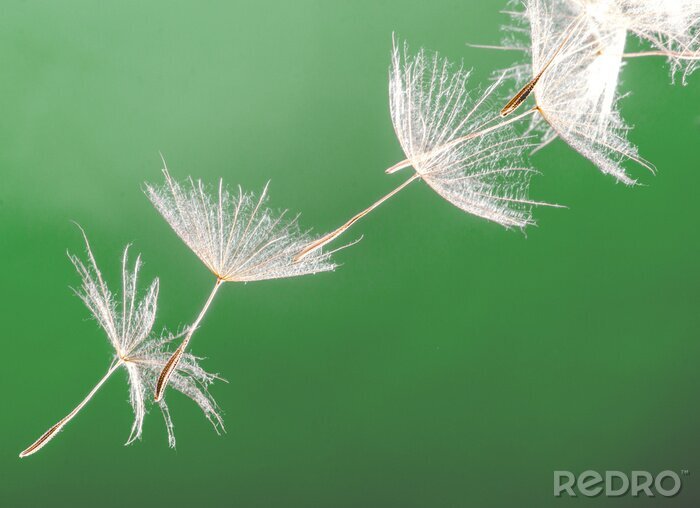 Sticker Paardebloemen op een groene achtergrond