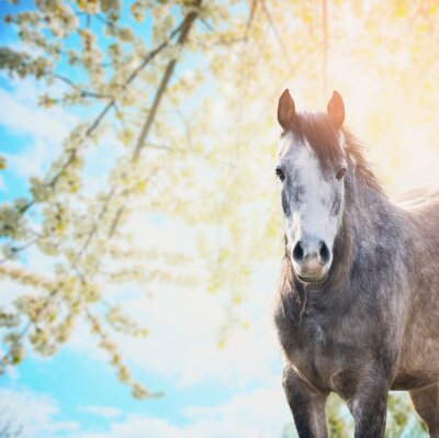 Sticker Paarden grijze mount en zonnestralen