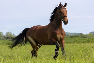Sticker Paarden monteren met zwarte manen en staart in de wei