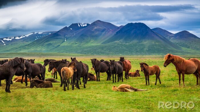 Sticker Paarden op een open plek tijdens rust en bergen