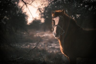 Sticker Paarden stijgen op in het bos in een herfstachtige omgeving