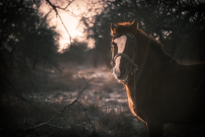 Sticker Paarden stijgen op in het bos in een herfstachtige omgeving