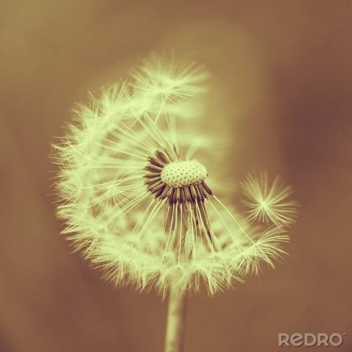 Sticker Paardenbloem in vintage kleuren