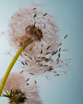 Paardenbloem op de achtergrond van de heldere hemel