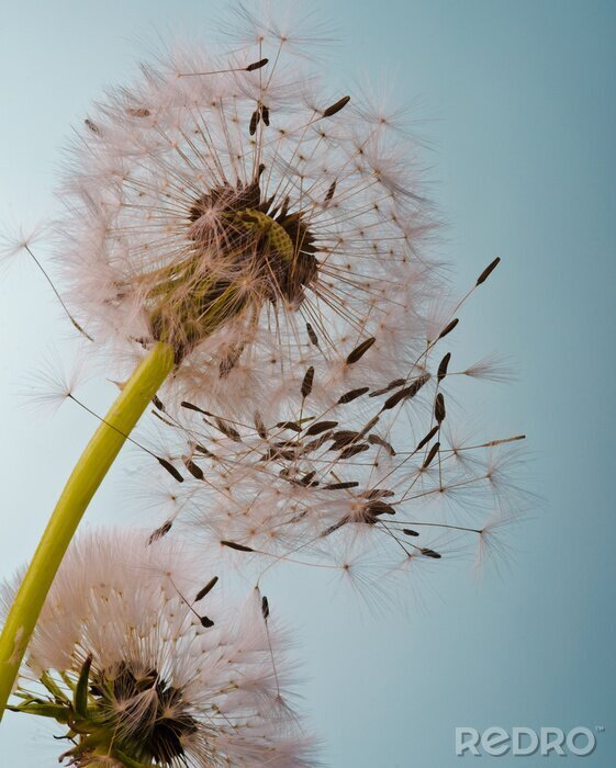 Sticker Paardenbloem op de achtergrond van de heldere hemel