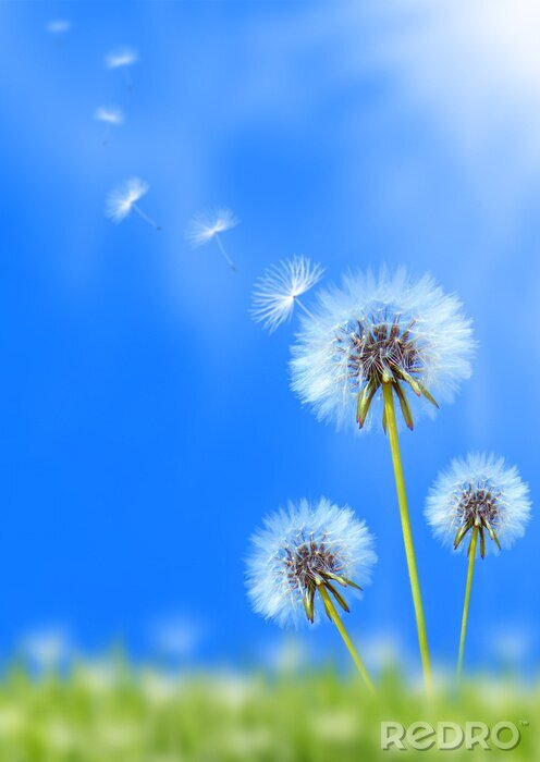 Sticker Paardenbloemen op bevlekte achtergrond