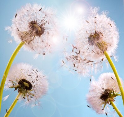 Paardenbloemen op de hemelachtergrond