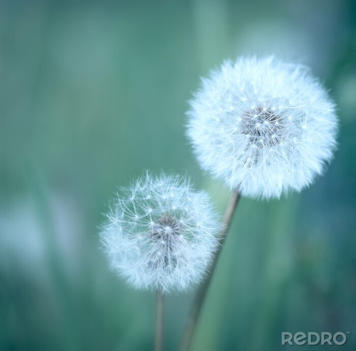 Sticker Paardenbloemen op donker gras
