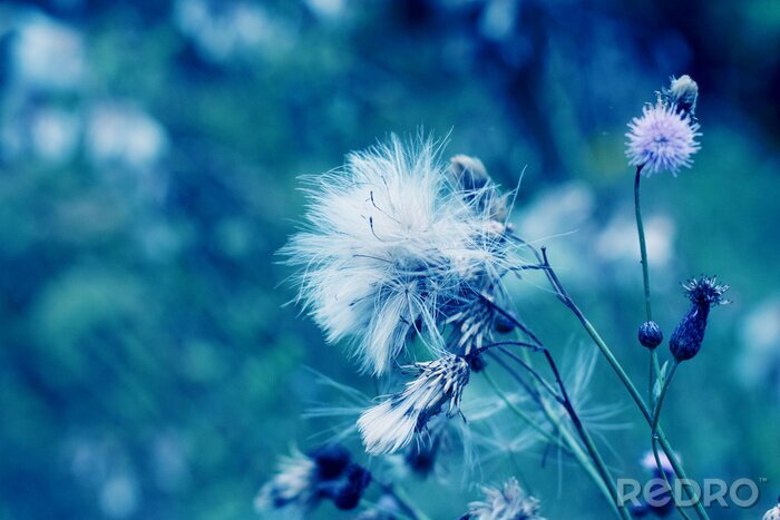 Sticker Paardenbloemen op een achtergrond van een groen bos