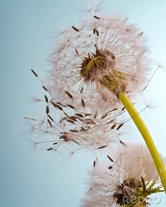 Sticker Paardenbloemen van aan de onderzijde bekeken