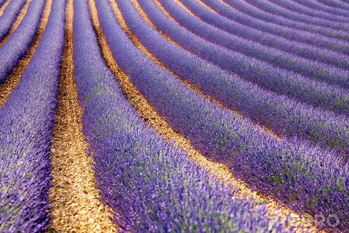 Sticker Paarse lavendel op een plantage