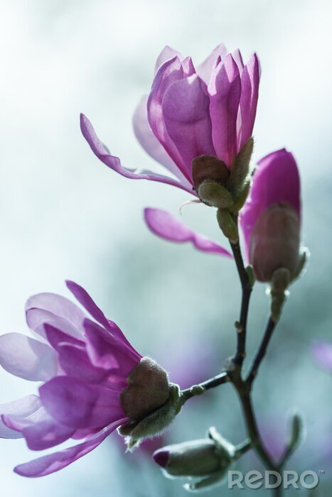 Sticker Paarse magnolia in de tuin