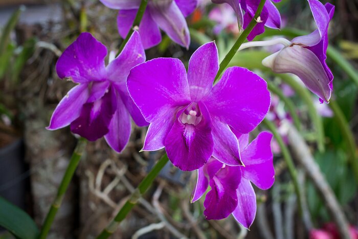 Sticker Paarse orchidee orchidee