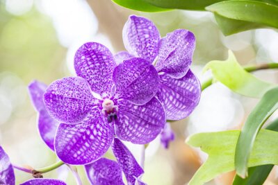 Sticker Paarse orchidee tussen de bladeren