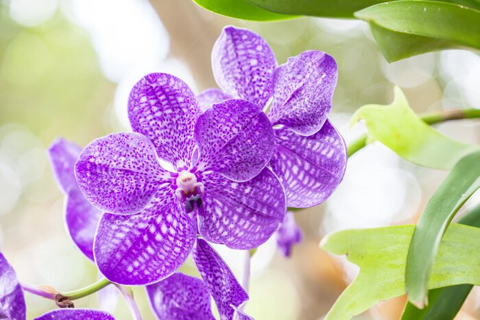 Sticker Paarse orchidee tussen de bladeren