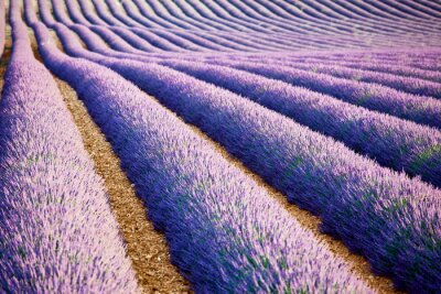 Paarse paden tussen lavendel