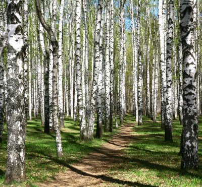 Pad door een berkenbosje