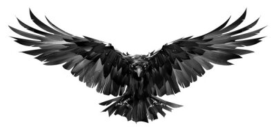 Sticker painted raven bird in flight on a white background