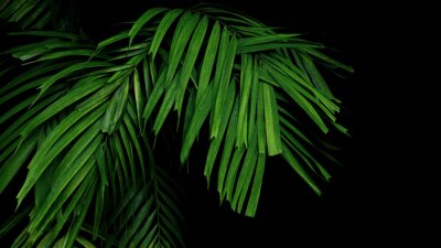 Palmblad op zwarte achtergrond