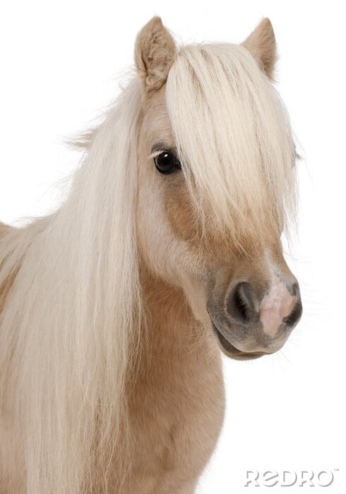 Sticker Palomino Shetland pony, Equus caballus, 3 jaar oud