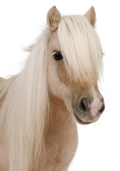 Sticker Palomino Shetland pony, Equus caballus, 3 jaar oud