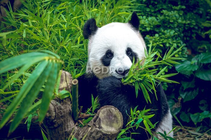 Sticker Panda eet bamboescheuten
