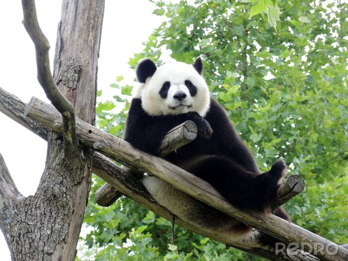 Sticker Panda liggend in een boom